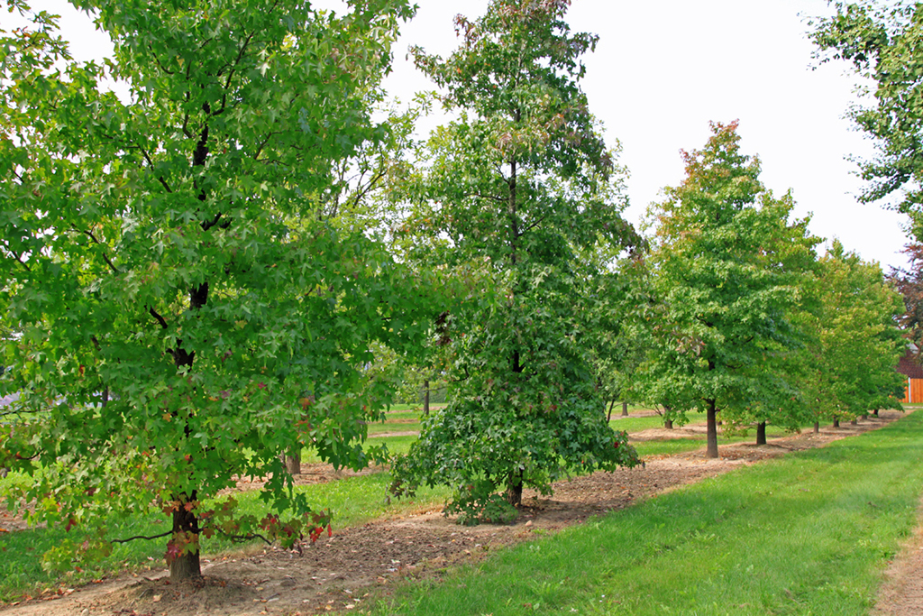 Liquidambar